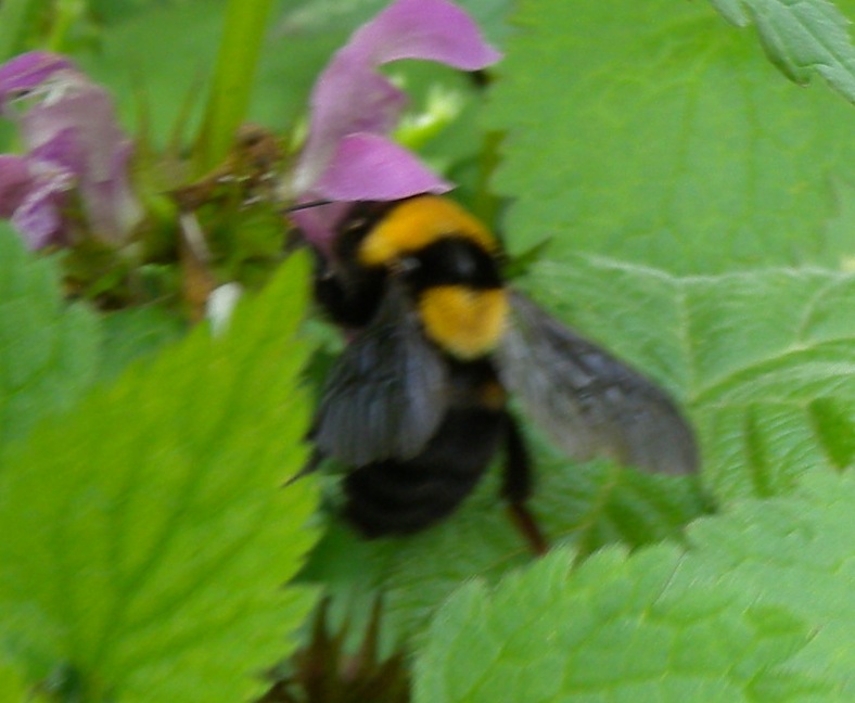 Bombus argillaceus